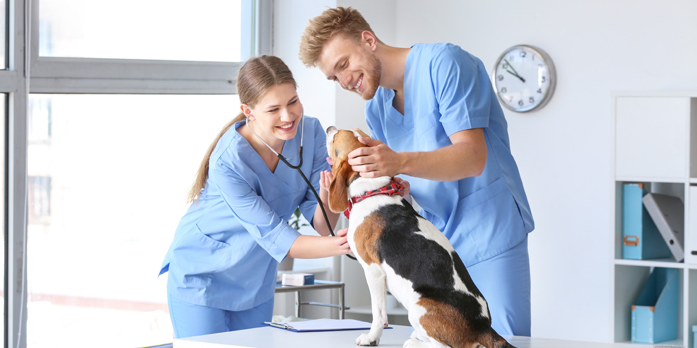 Vet Assistant Vet Assistant